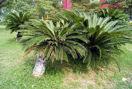 城市公园和绿带绿化带草坪树木植物旅游图片