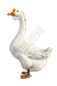 鹅家禽家畜流感生活动物群乡村季节男性鸟类生物图片