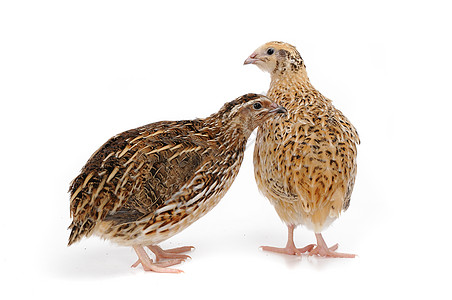 码头农场产品家禽家畜白色雏鸟熟食斑点鹌鹑棕色图片