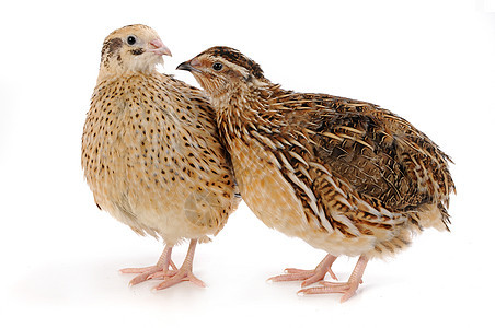 码头家畜乡村鹌鹑产品家禽农场白色雏鸟熟食棕色图片