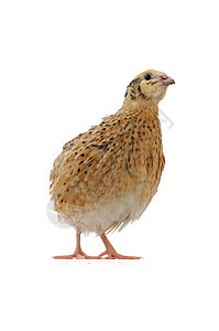 码头家禽杂色棕色雏鸟白色乡村鹌鹑篮子产品鸟类图片