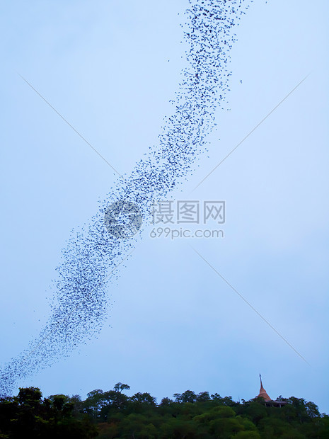 蝙蝠天空森林食虫部落动物民众哺乳动物航班团体图片