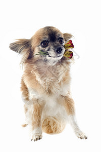 吉娃娃和花朵工作室宠物动物白色玫瑰伴侣展示棕色犬类图片