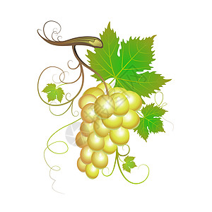 白葡萄食物藤蔓葡萄酒厂葡萄园插图果汁水果生长叶子图片
