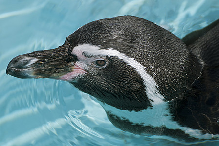 磁力企鹅蓝色海岸动物群白色黑色海鸟荒野海洋游泳野生动物图片