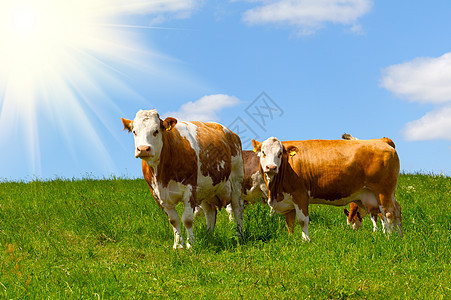 牛在夏草牧场上奶牛动物群晴天草地太阳母牛场地草原动物奶制品图片