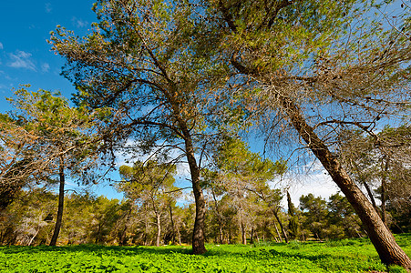 清结生态针叶树植物群资源针叶空地森林天空松树树干图片