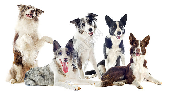 边边框圆形宠物小狗团体黑色男性蓝色犬类棕色女性动物图片