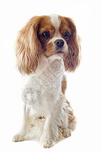 骑兵骑士王查尔斯棕色工作室宠物动物猎犬犬类白色小狗背景图片