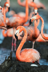 蜂巢中的Flamingo居住脖子亚热带玫瑰观鸟野生动物动物群鸟类鸟舍动物图片