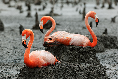 蜂巢中的Flamingo观鸟殖民地翅膀玫瑰雏鸟橡胶野生动物居住团体鸟舍图片