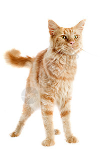 姜麦当心猫工作室棕色动物宠物图片