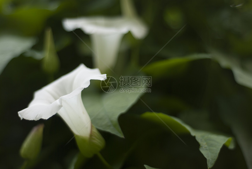 清晨光辉花朵图片