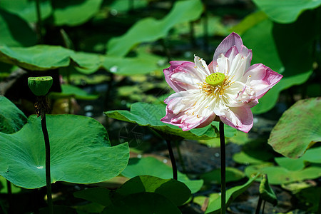 水百合花园荒野冥想荷花公园异国池塘花朵季节明信片图片