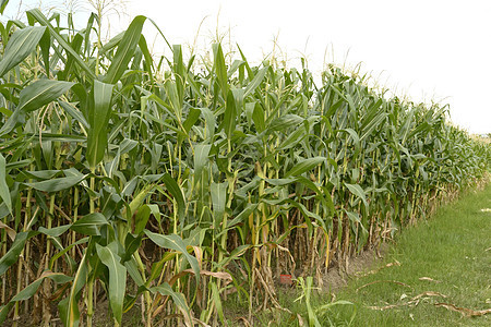 玉米季节天空叶子土地农田植物农场草地蔬菜生长图片