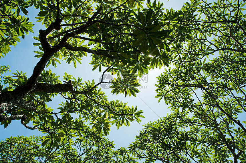 树枝分支天篷生长树木季节风景森林季节性绿色公园天空