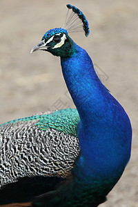 孔雀鸟波峰孔雀脊椎动物男性绿色鸡冠花野生动物羽毛雄性热带图片