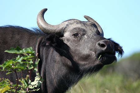 非洲水牛城肖像动物公园旅行野生动物国家黑色水牛荒野食草哺乳动物图片
