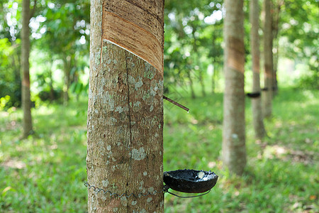 橡胶树土地木材资源材料热带螺旋橡皮液体松紧带乳胶图片