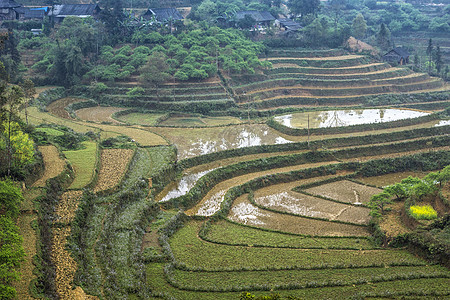 越南 Ban Pho - 2012年3月 干湿梯田稻田图片