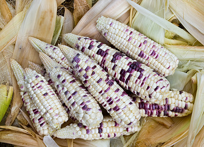 新鲜收获的玉米蜡营养农场核心食物收成叶子燃料植物花园保健图片