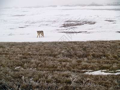 冬季西平原的土狼图片