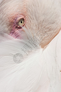 古巴 Flaminggo翅膀浴室水鸟羽毛热带橙子玫瑰火烈鸟荒野情调图片