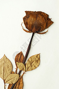 干燥的玫瑰织物时间棕褐色叶子浪漫植物羊皮纸褪色死亡白色图片