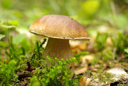 波西尼蘑菇植物帽子烹饪季节森林叶子食物蔬菜美食泥炭图片