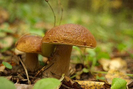 波西尼蘑菇胡椒帽子季节食物国王苔藓植物美食泥炭蔬菜图片