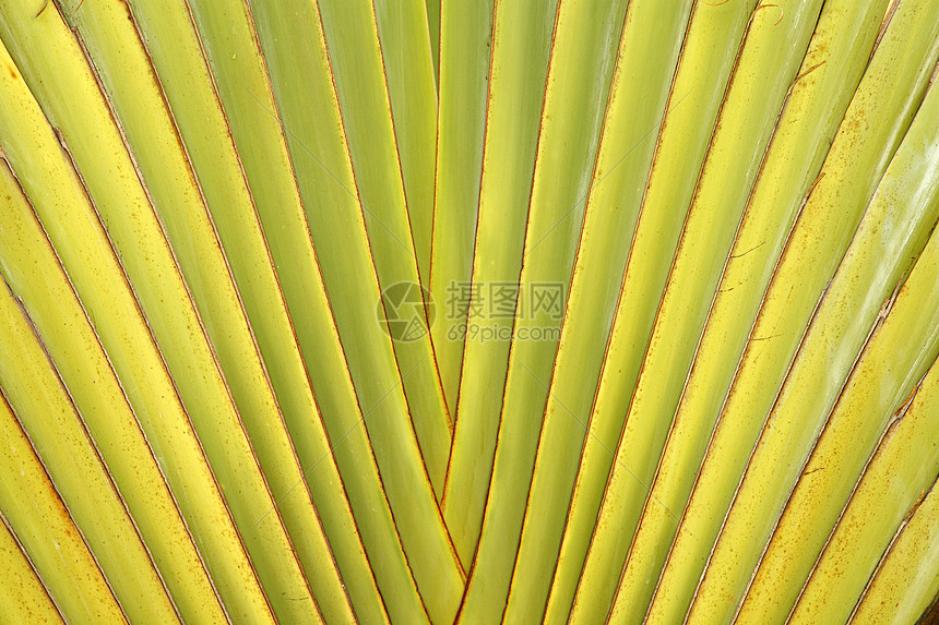 游人棕榈树叶宏观热带生长肉质棕色木兰游客身体树干植物图片