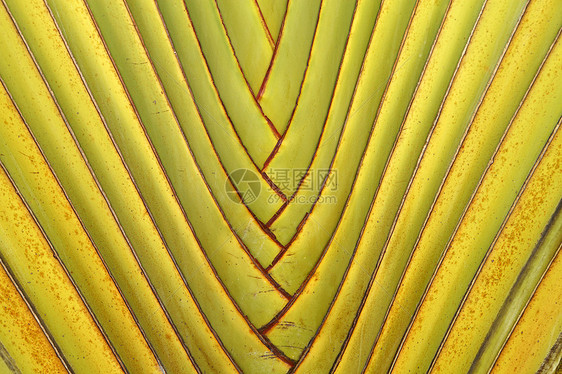 游人棕榈树叶生长热带木兰宏观条纹肉质绿色皮肤棕色扇子图片