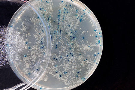 病毒和细菌细胞在生长微生物微生物学传染性实验室技术样本公共卫生科学蓝色盘子背景图片