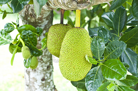 绿色胡桃植物群水果菠萝蜜热带食物叶子图片
