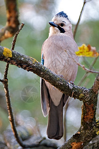 杰鸟野生动物野外动物棕色白色灰色羽毛观鸟栖息蓝色图片