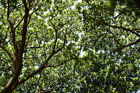 树枝分支墙纸季节性太阳晴天天篷公园天空风景植物学生长自然高清图片素材