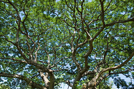 树枝分支太阳树梢多叶天空公园叶子绿色生长蓝色环境植物学高清图片素材