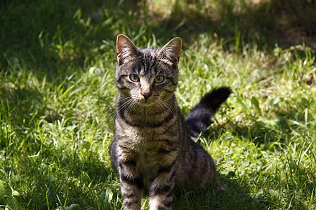 选项卡猫花园小猫尾巴虎斑动物婴儿哺乳动物条纹猫咪灰色图片