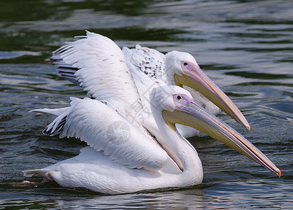 鹈海洋动物群羽毛鸟类海鸟荒野海滩野生动物航班白色图片