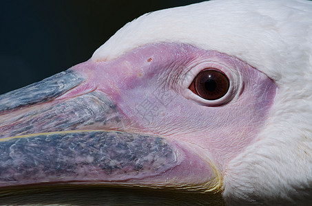 头航班鸟类翅膀羽毛动物群荒野动物白色海鸟钓鱼图片