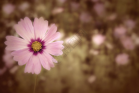 秋秋菊背景图片