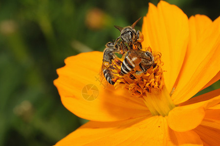 三只蜜蜂在花园的黄花上图片