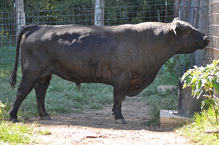 奶牛草地少年动物奶制品牛肉库存农场眼睛哺乳动物团体图片