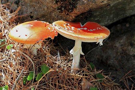 夏季森林中生长的红毒蘑菇海绵危险地面菌盖季节木头夫妻毒蝇植物中毒图片