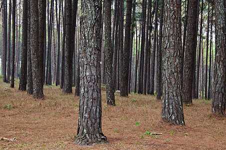 松林林旅行森林环境太阳阳光生长薄雾植物群松树国家图片