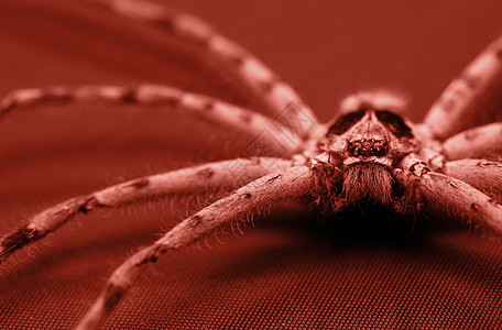 锥蜘蛛动物群棕褐色野生动物昆虫工作室荒野怪物红色眼睛动物图片
