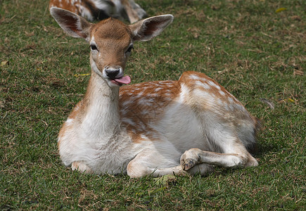 落地鹿野生动物毛皮农场耳朵动物褐色公园动物园森林母鹿图片