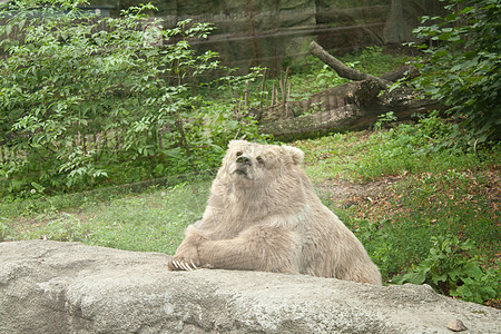 熊坐在石头旁边 把脚加起来图片