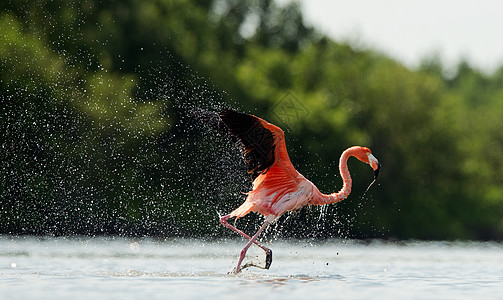 火烈鸟在水中流淌着喷溅动物热带异国蓝色翅膀旅行动物群羽毛荒野亚热带图片