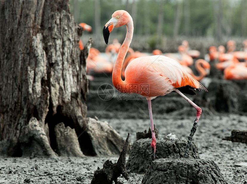 蜂巢中的Flamingo玫瑰鸟类翅膀野生动物动物雏鸟殖民地动物群橡胶团体图片